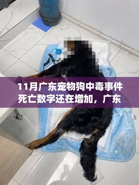 廣東寵物狗中毒事件持續發酵,死亡數字增加,深度分析與個人觀點觀察