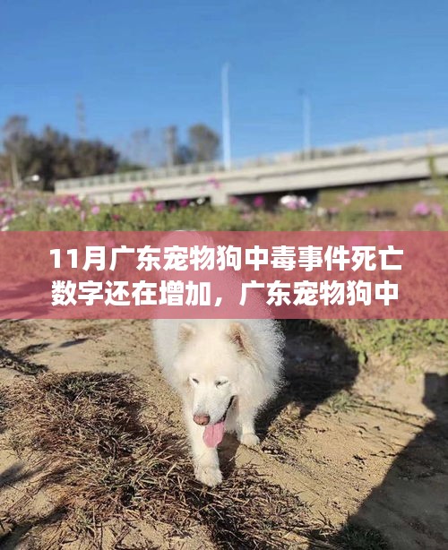 廣東寵物狗中毒事件持續發酵，死亡數字增加，深度分析與個人觀點觀察