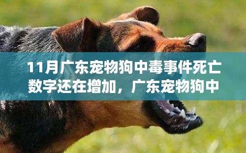 廣東寵物狗中毒事件持續發酵,死亡數字增加,深度分析與個人觀點觀察