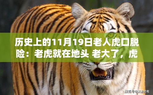 揭秘，歷史上11月19日老人虎口余生與生死對決的傳奇故事