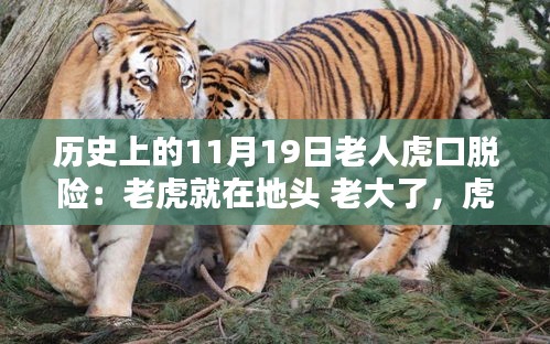 揭秘,歷史上11月19日老人虎口余生與生死對(duì)決的傳奇故事