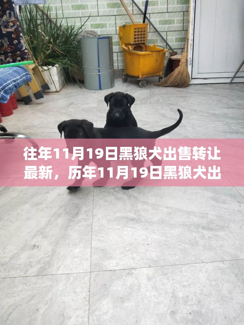 深度解析,歷年11月19日黑狼犬出售轉(zhuǎn)讓現(xiàn)象,某觀點(diǎn)立場(chǎng)與理由探討