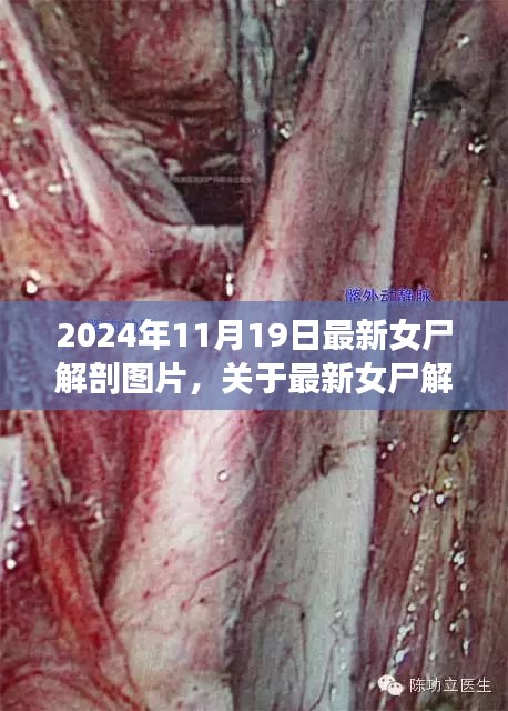 最新女尸解剖圖片探討，倫理與學術視角