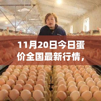 全國最新蛋價行情分析與展望,11月20日蛋價更新