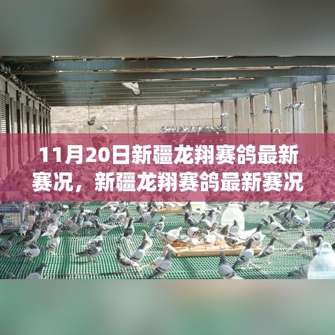 新疆龍翔賽鴿翱翔藍(lán)天,最新賽況與學(xué)習(xí)變化的力量與自信