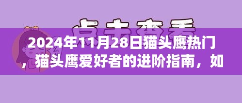 貓頭鷹熱門趨勢(shì)揭秘,進(jìn)階指南與捕捉貓頭鷹愛好者趨勢(shì)(初學(xué)者版,以2024年11月28日為例)