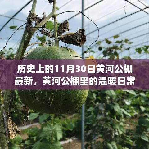 黃河公棚,溫暖日常與趣事情感紐帶的記錄——11月30日最新篇章