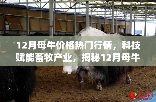 揭秘科技賦能畜牧產業(yè),12月母牛價格行情智能分析系統(tǒng)前沿功能與體驗報告