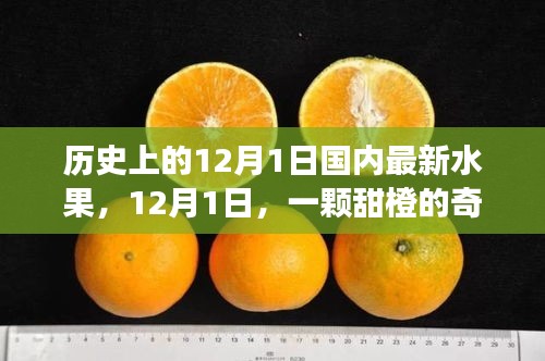 暖心故事，甜橙奇遇記——紀(jì)念歷史上的12月1日國(guó)內(nèi)最新水果