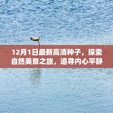 冬日的暖陽(yáng)之旅,追尋內(nèi)心平靜的種子,探索自然美景的啟程