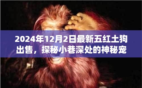 最新五紅土狗出售紀實,探秘神秘寵緣,尋找獨一無二的紅土狗樂園