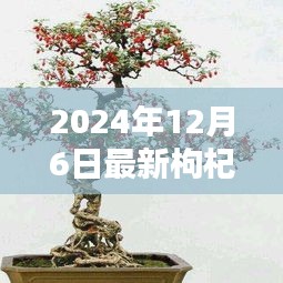 時代背景下的藝術(shù)瑰寶,最新枸杞盆景圖片大全 2024年精選