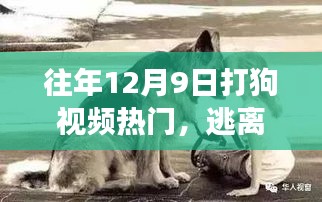 探索自然美景與狗同行,尋找內(nèi)心的寧?kù)o之旅