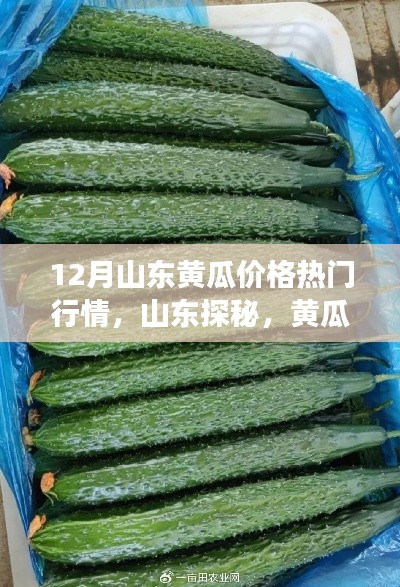 揭秘山東黃瓜行情,探尋心靈寧靜之旅的熱門黃瓜價格解析