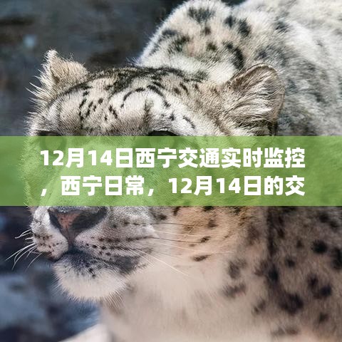 12月14日西寧交通實(shí)時(shí)觀察,日常奇遇與暖心陪伴的時(shí)刻