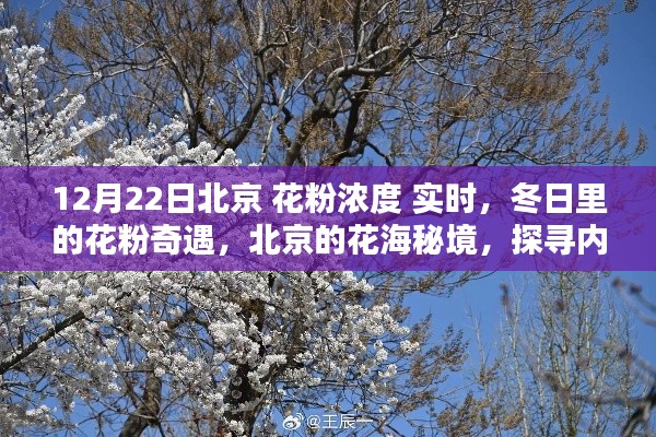 冬日北京花粉濃度實(shí)時探秘,探尋花海秘境中的內(nèi)心寧靜與和諧