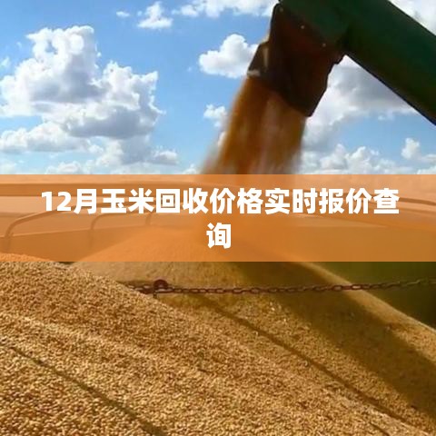 玉米回收價(jià)格實(shí)時(shí)更新,最新報(bào)價(jià)查詢