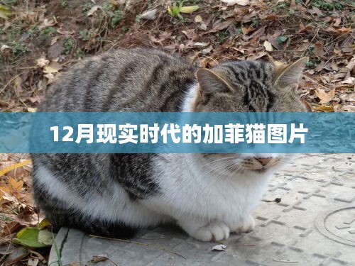 現實版加菲貓圖片集,溫馨可愛瞬間捕捉