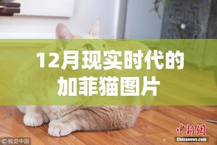現實版加菲貓圖片集,溫馨可愛瞬間捕捉