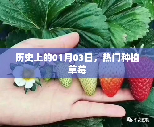 草莓種植歷史中的這一天,熱門草莓種植日紀念