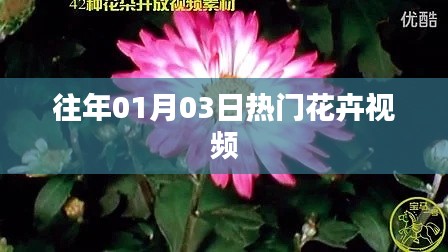 精選花卉視頻,歷年一月三日熱門盤點