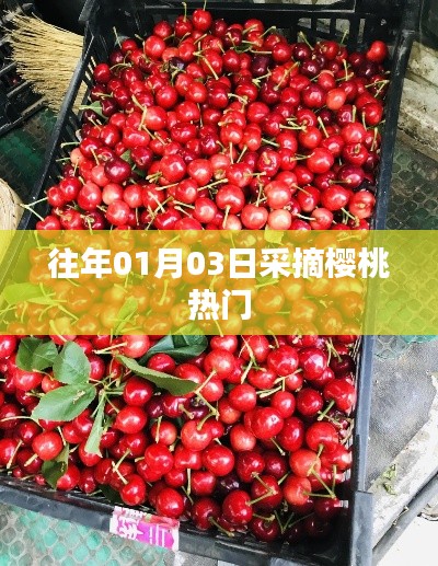 櫻桃采摘高峰,歷年一月初的盛況