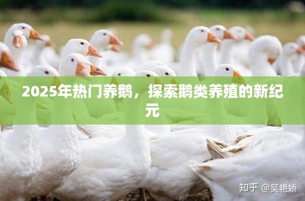 探索鵝類養(yǎng)殖新紀(jì)元,為何選擇養(yǎng)鵝成為熱門選擇?