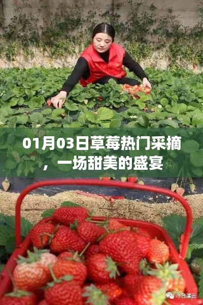 草莓盛宴,冬日采摘樂趣,盡享甜美時光