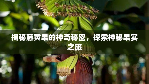 揭秘藤黃果的神奇秘密，探索神秘果實之旅