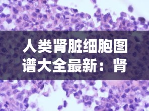 人類腎臟細胞圖譜大全最新:腎臟細胞手繪圖