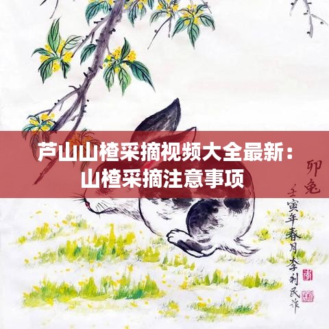 蘆山山楂采摘視頻大全最新:山楂采摘注意事項