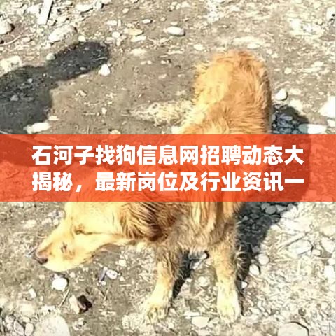 石河子找狗信息網(wǎng)招聘動態(tài)大揭秘,最新崗位及行業(yè)資訊一網(wǎng)打盡