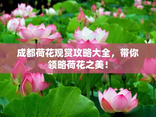 成都荷花觀賞攻略大全,帶你領(lǐng)略荷花之美!