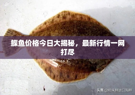 鰈魚價格今日大揭秘,最新行情一網(wǎng)打盡