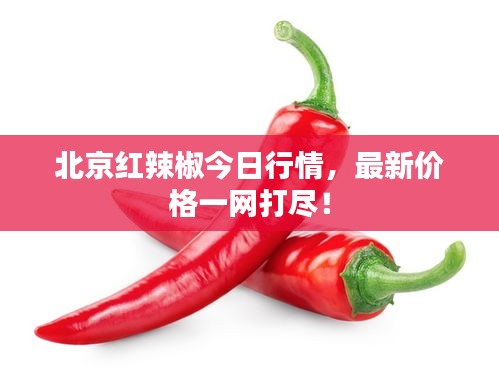 北京紅辣椒今日行情，最新價格一網打盡！