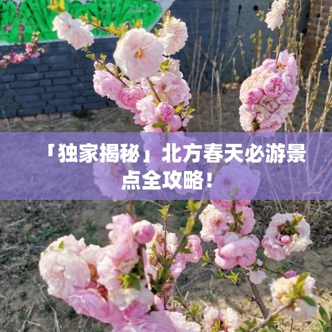 「獨家揭秘」北方春天必游景點全攻略!