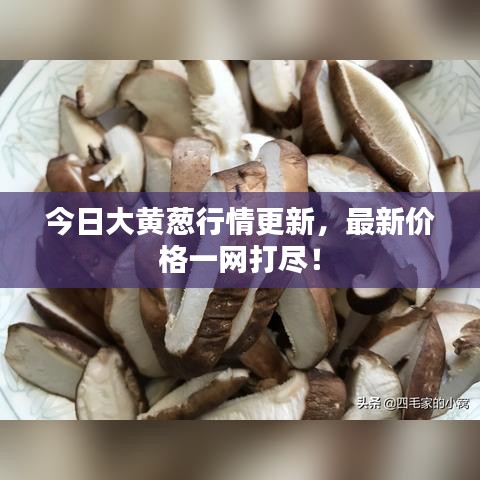 今日大黃蔥行情更新,最新價格一網打盡!