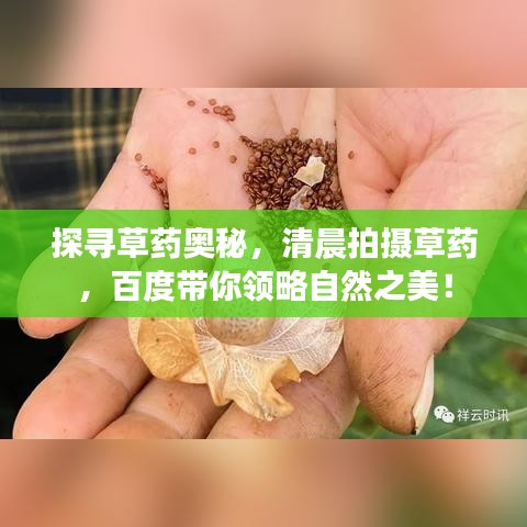 探尋草藥奧秘,清晨拍攝草藥,百度帶你領(lǐng)略自然之美!