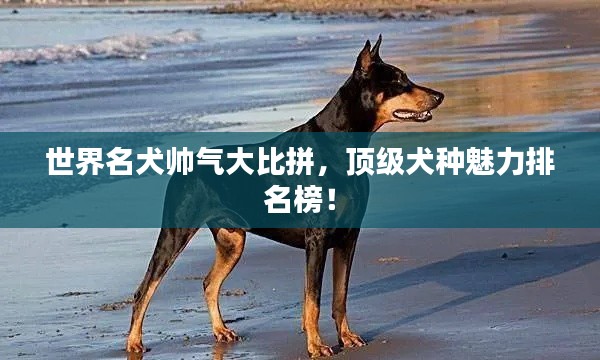 世界名犬帥氣大比拼，頂級犬種魅力排名榜！