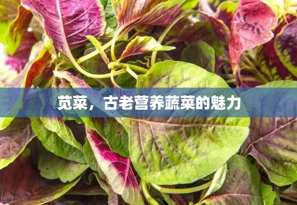 莧菜，古老營養(yǎng)蔬菜的魅力