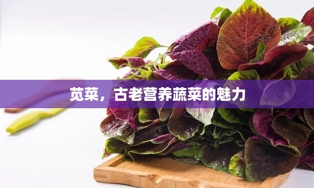 莧菜,古老營養蔬菜的魅力