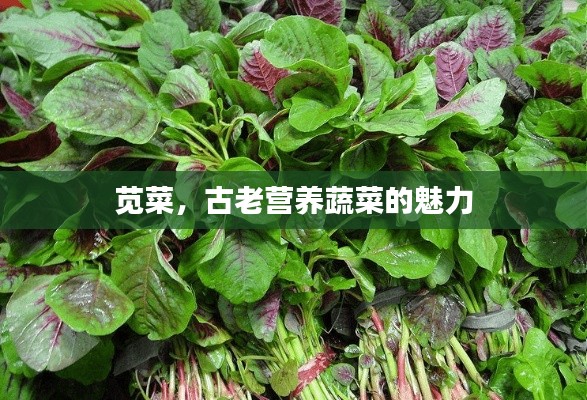 莧菜,古老營養蔬菜的魅力