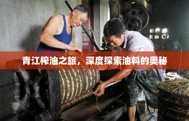 青江榨油之旅,深度探索油料的奧秘