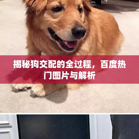 揭秘狗交配的全過程，百度熱門圖片與解析