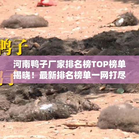 河南鴨子廠家排名榜TOP榜單揭曉!最新排名榜單一網打盡!
