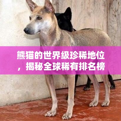 熊貓的世界級珍稀地位,揭秘全球稀有排名榜單
