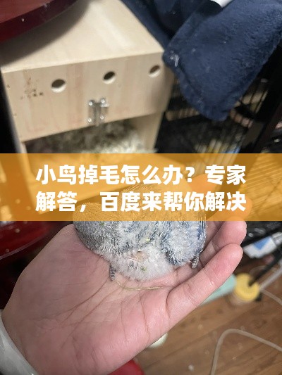 小鳥掉毛怎么辦？專家解答，百度來幫你解決疑惑！