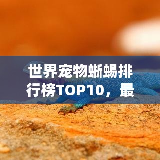 世界寵物蜥蜴排行榜TOP10,最受歡迎的寵物蜥蜴盤點(diǎn)