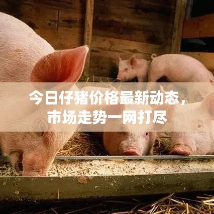 今日仔豬價格最新動態,市場走勢一網打盡