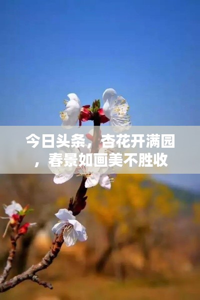 今日頭條，杏花開滿園，春景如畫美不勝收